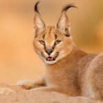 female-caracal-resting-south-africa-picture-id187202286