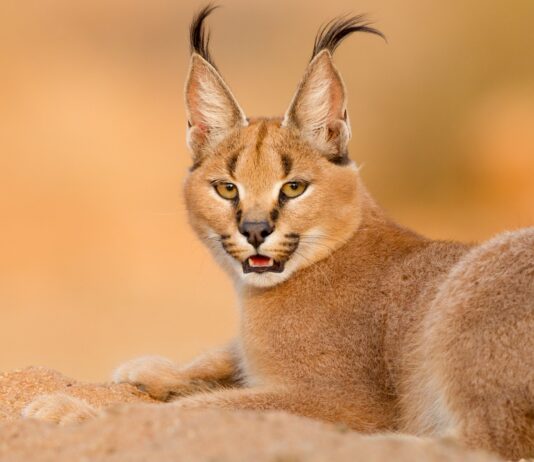 Qué es un Caracal