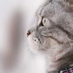 gato, mujer embarazada