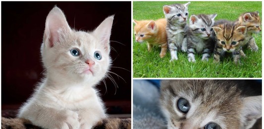 ¿Sabías que es saludable ver vídeos de gatitos por internet?