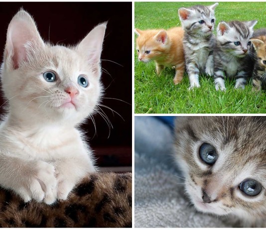 ¿Sabías que es saludable ver vídeos de gatitos por internet?