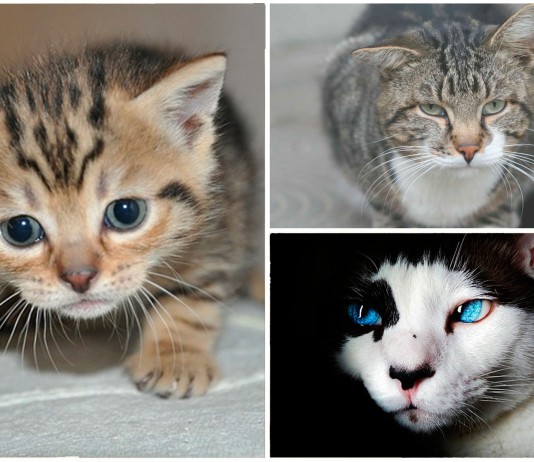 Las enfermedades más comunes de los gatos Las enfermedades más comunes de los gatos