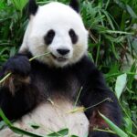 Datos curiosos de los Osos Panda