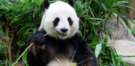 10 Datos curiosos del oso panda | Una especie que sale de peligro Datos curiosos de los Osos Panda