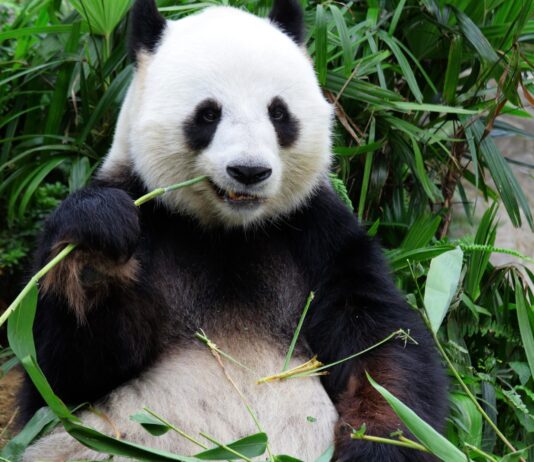 10 Datos curiosos del oso panda | Una especie que sale de peligro Datos curiosos de los Osos Panda
