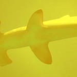 Los misteriosos tiburones que habitan en un volcán submarino