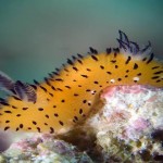 Conoce a los adorables «conejos de mar» o babosas «Jorunna parva»