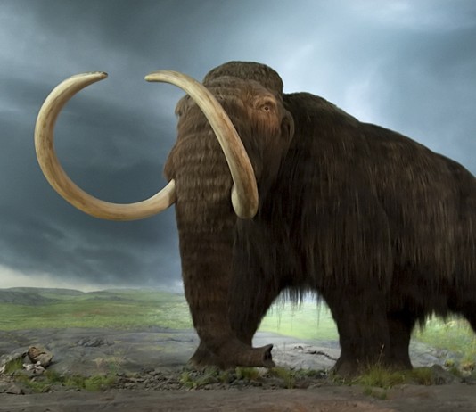 ¿Te comerías un mamut? ¿Te comerías un mamut?