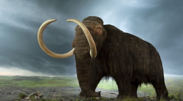 ¿Te comerías un mamut?