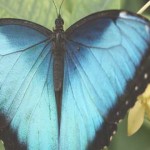 datos sobre las mariposas
