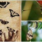 mariposas increíbles