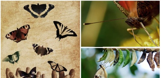 25 Datos increíbles de las mariposas | Curiosidades sobre las mariposas mariposas increíbles