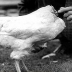 El misterio del pollo sin cabeza