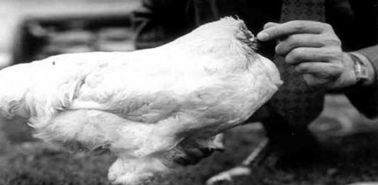 El misterio del pollo sin cabeza El misterio del pollo sin cabeza