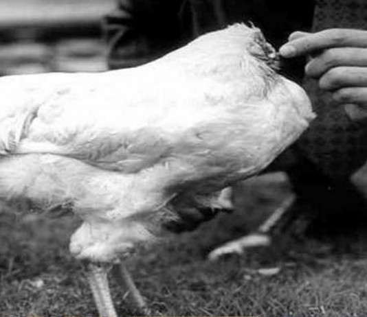 El misterio del pollo sin cabeza