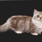 Los adorables gatos Munchkin
