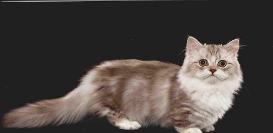 Los adorables gatos Munchkin