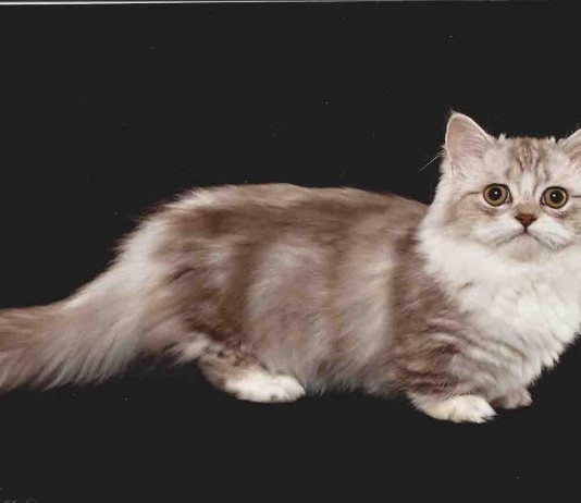 Los adorables gatos Munchkin Los adorables gatos Munchkin
