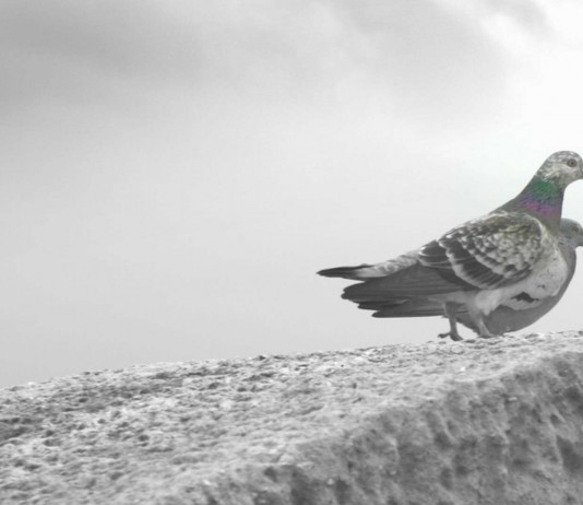 ¿Cómo se orientan las palomas mensajeras? ¿Cómo se orientan las palomas mensajeras?