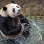 panda-is-playing-happily-in-the-pond-water-picture-id1080561906