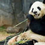 panda-relaxing-and-eating-fresh-bamboo-picture-id140409107