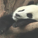 panda