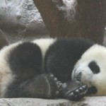 panda