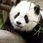 panda pensativo