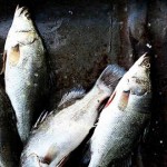 peces