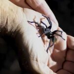 picadura de araña