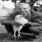pollo sin cabeza