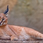 El caracal, el verdadero «gato volador»
