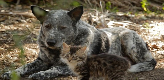 La historia de Max, el perro que cuida de un gato discapacitado La historia de Max, el perro que cuida de un gato discapacitado