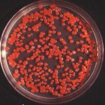 serratia