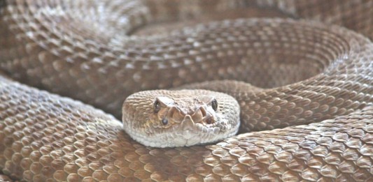 ¡¡Sorprendente fósil de serpiente con 4 patas!! ¡¡Sorprendente fósil de serpiente con 4 patas!!