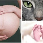 ¿Son peligrosos los gatos para la salud de una mujer embarazada?