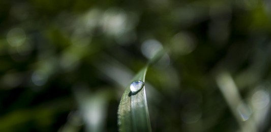 Petricor, para muchos, el olor más agradable del mundo