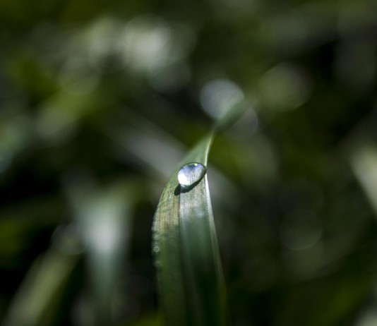 Petricor, para muchos, el olor más agradable del mundo Petricor, para muchos, el olor más agradable del mundo