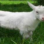 ¿Por qué tienen las cabras unos ojos tan singulares?