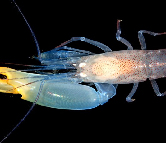 El camarón pistola y su "atronador" disparo... ¡Descúbrelo!