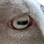 ¿Por qué tienen las cabras unos ojos tan singulares?