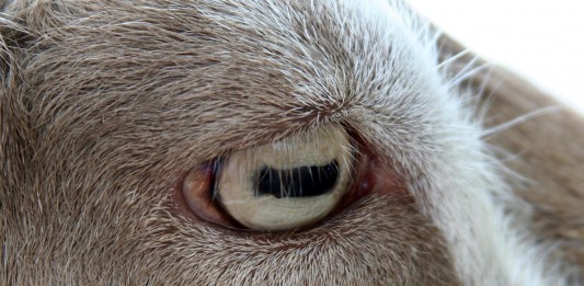 ¿Por qué tienen las cabras unos ojos tan singulares?