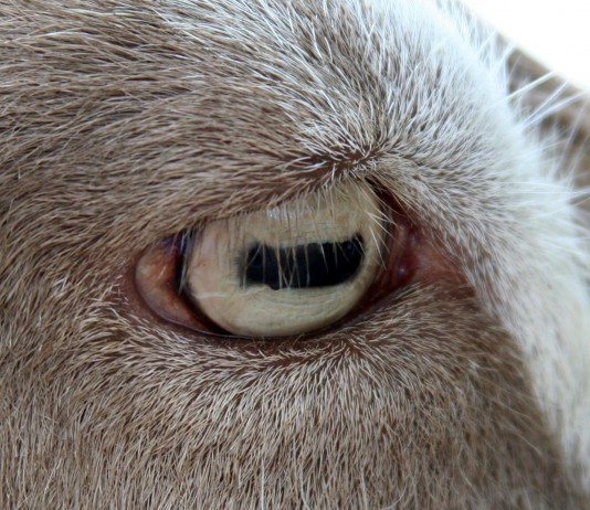 ¿Por qué tienen las cabras unos ojos tan singulares?