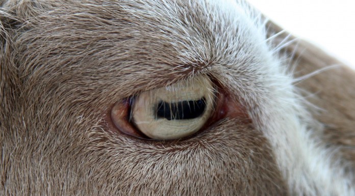¿Por qué tienen las cabras unos ojos tan singulares?