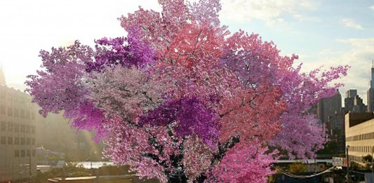 El árbol Frankenstein | Crecen más de 40 tipos de fruta El árbol Frankenstein | Crecen más de 40 tipos de fruta