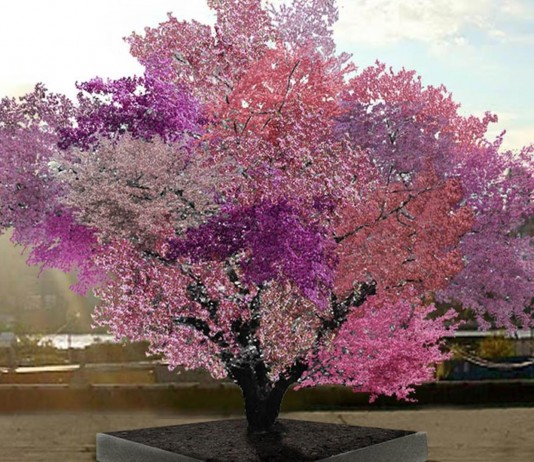 El árbol Frankenstein | Crecen más de 40 tipos de fruta