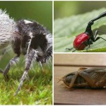 8 insectos alucinantes
