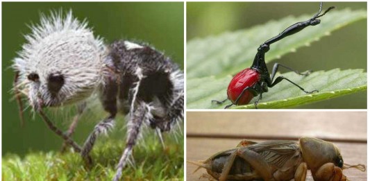 8 insectos alucinantes