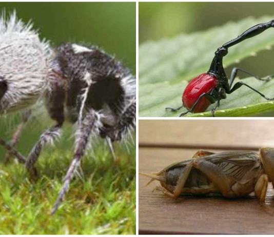 8 insectos ¡alucinantes! 8 insectos alucinantes
