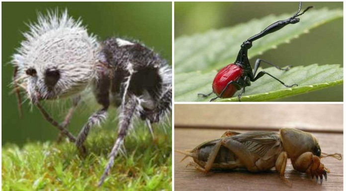 8 insectos alucinantes